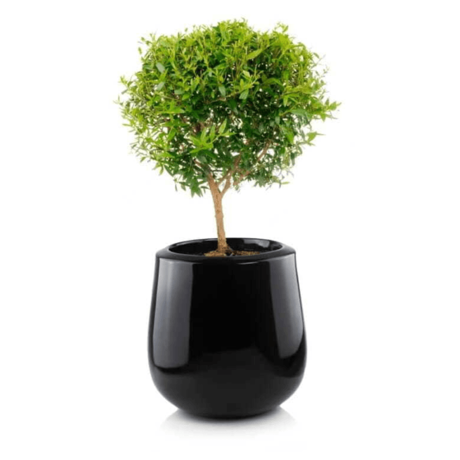 Ghiveci Rotund Bombat, Negru, Fibra de Sticlă (⌀48 cm x H50 cm) - Alege ghiveciul rotund bombat din fibră de sticlă pentru a aduce un plus de stil.